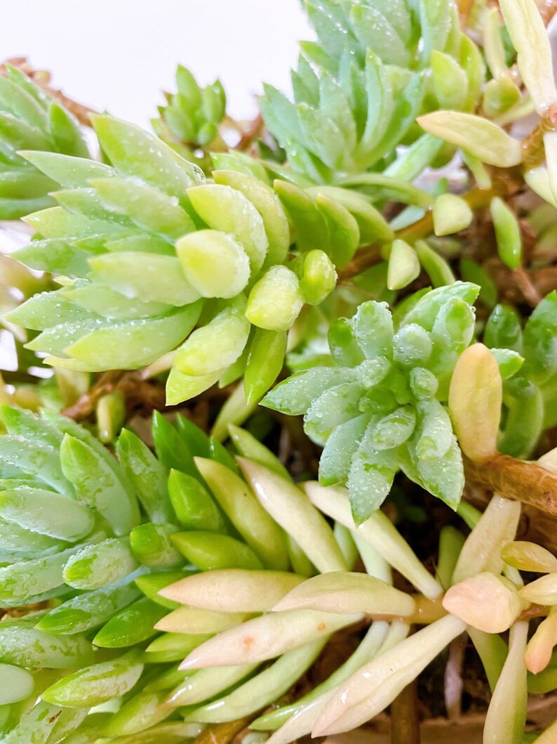 Burro's Tail PlantCuttingBurro's Tail succulent Etsy