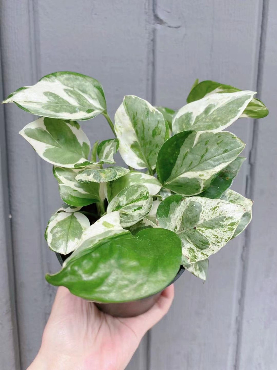 Pearl & Jade Pothos4 POT Rooted startCuttings Pothos Etsy