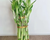 Lucky Bamboo Plant 1,2,3,5 stalk Tiered towers Lucky Bamboo Houseplant Indoor Plant Live plant US Seller