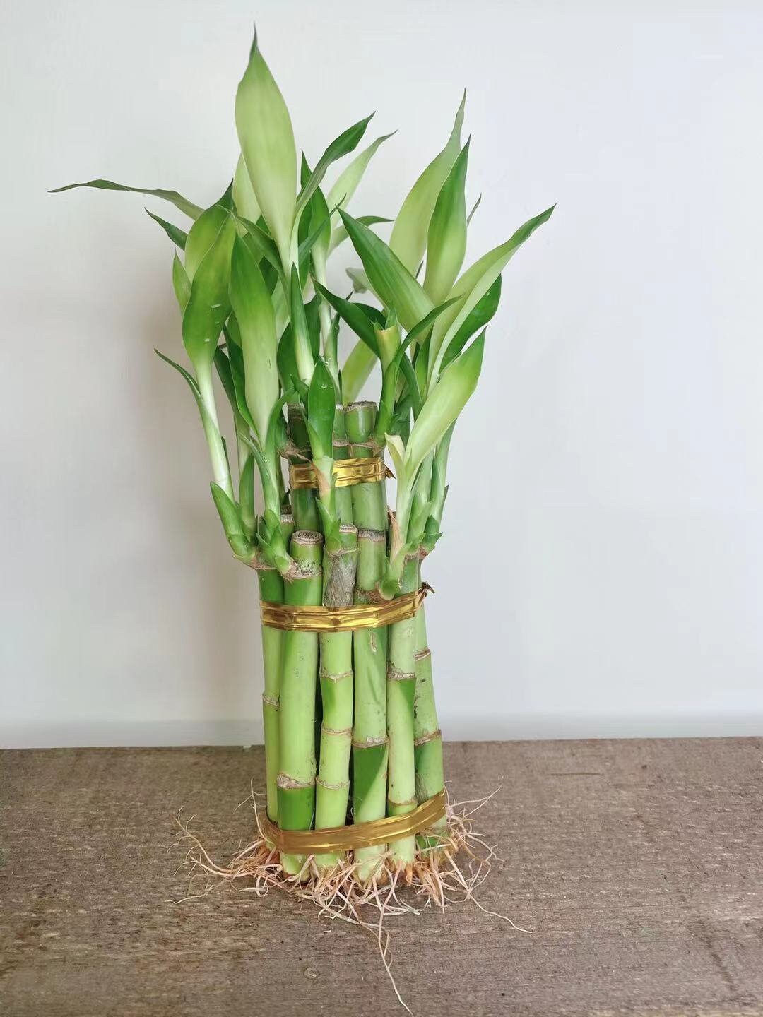 Lucky Bamboo Plant |1,2,3,5 stalk | Tiered towers Lucky Bamboo | Hous…
