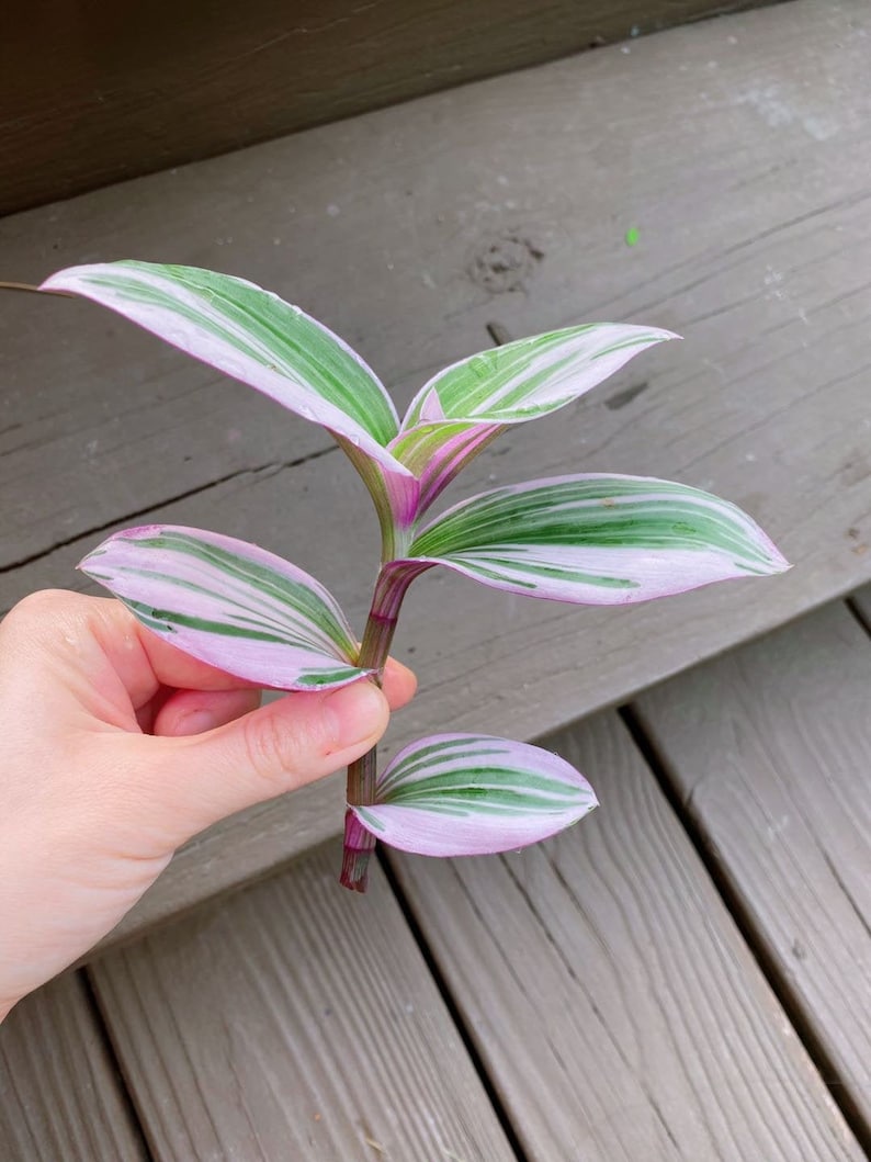 Tradescantia Nanouk Rooted Starter Plant or cuttingNanouk Etsy