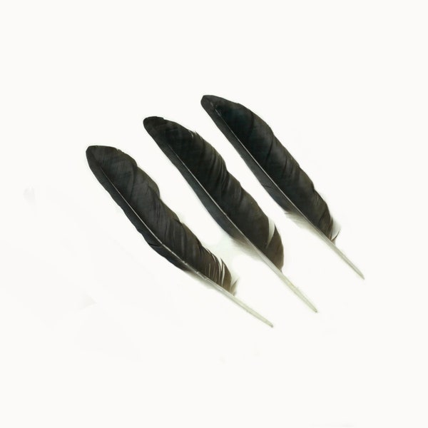 Plumes noires, plumes de corbeau Freux , plumes naturelles L: 21 cm