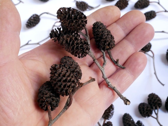 100 Large Alder Cones. Mini Pine Cones / Natural Supplies / Crafts Creative  Hobbies. 