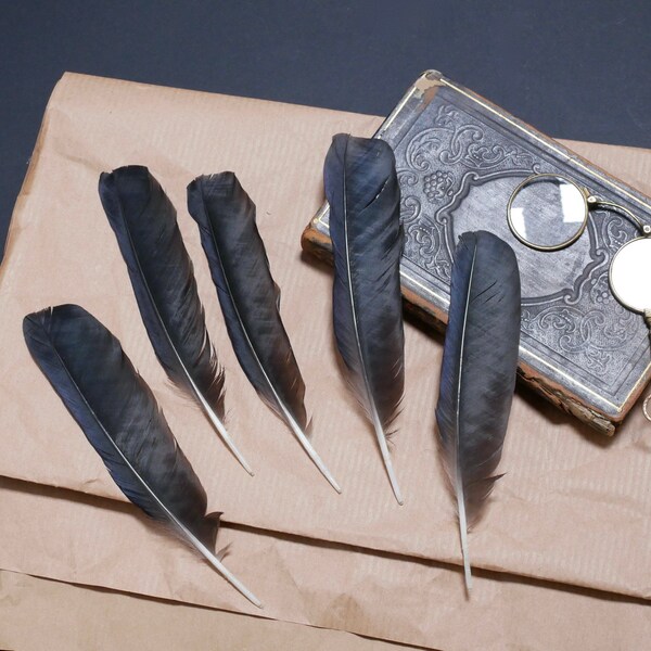 5 Rook Raven feathers, natural black feathers