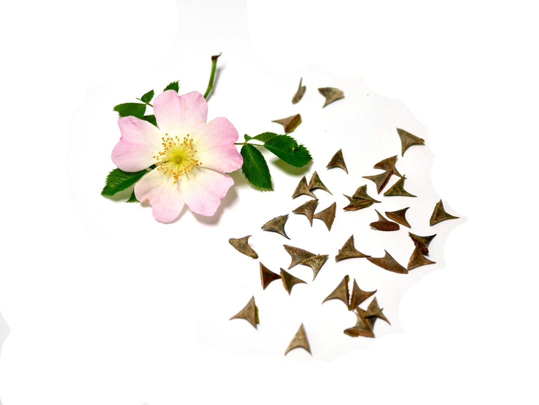 Large Wild Rose Thorns for Resin Creation, Photos, of