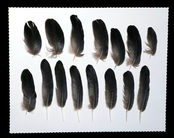 15 Small black raven feathers for jewelry creation, crafts, collection, cabinet of curiosities