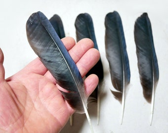 Lot of 5 Rook Raven Feathers, Black natural feathers.