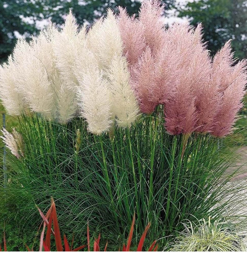 Pampas Grass Mix Pink Blue White Tan Yellow purple 25 Seeds Etsy