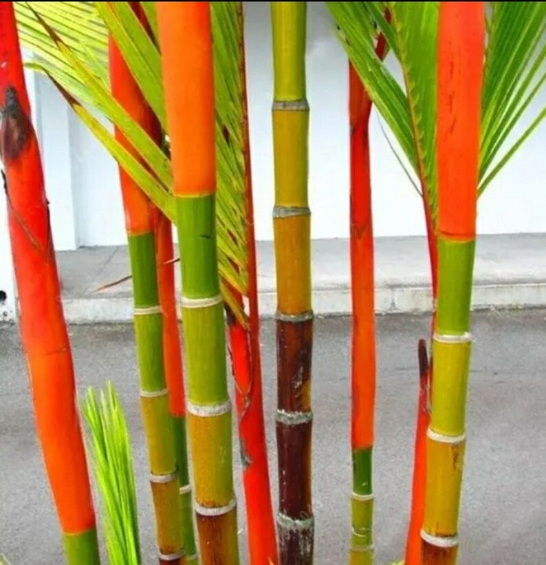 My Image 41