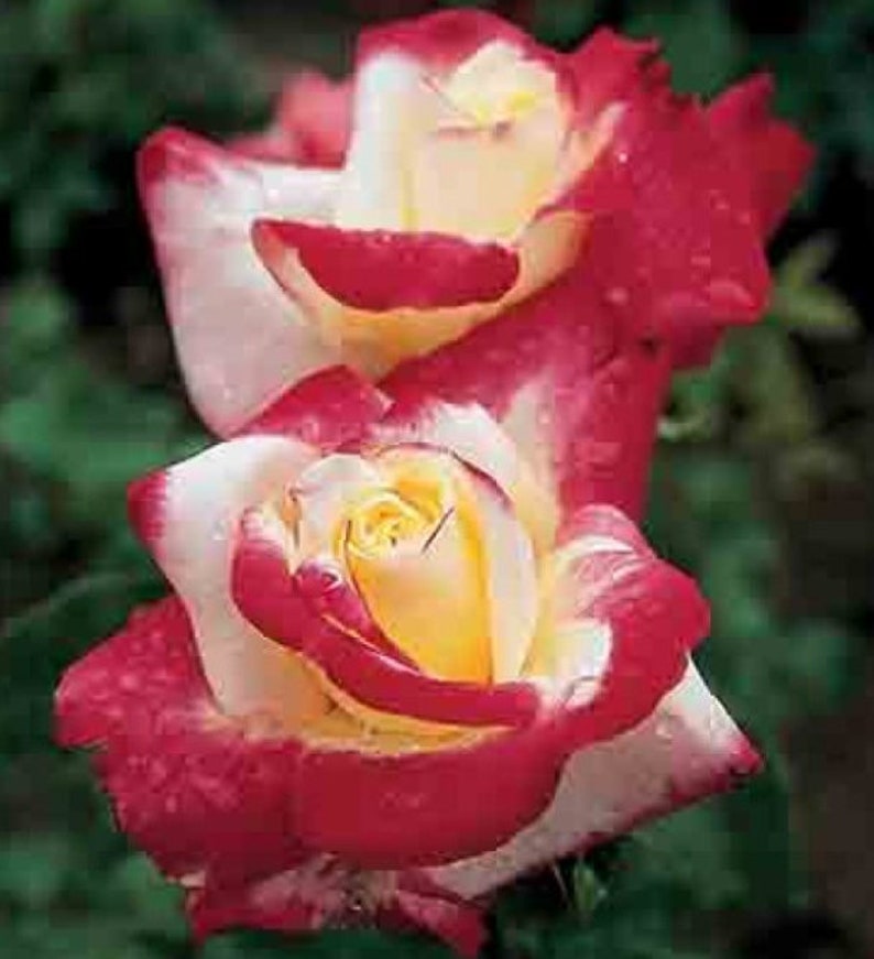 Double Delight Rose bush 15 Seeds Perennial great container Etsy