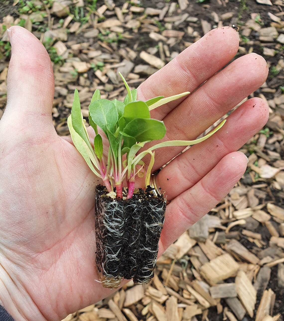 Beetroot Vegetable Plug Plants x 6 Choice of 4 Varieties Etsy