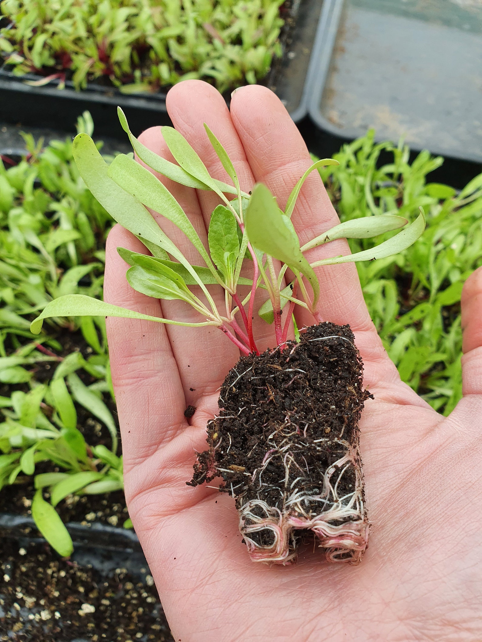 Beetroot Vegetable Plug Plants x 6 Choice of 4 Varieties Etsy