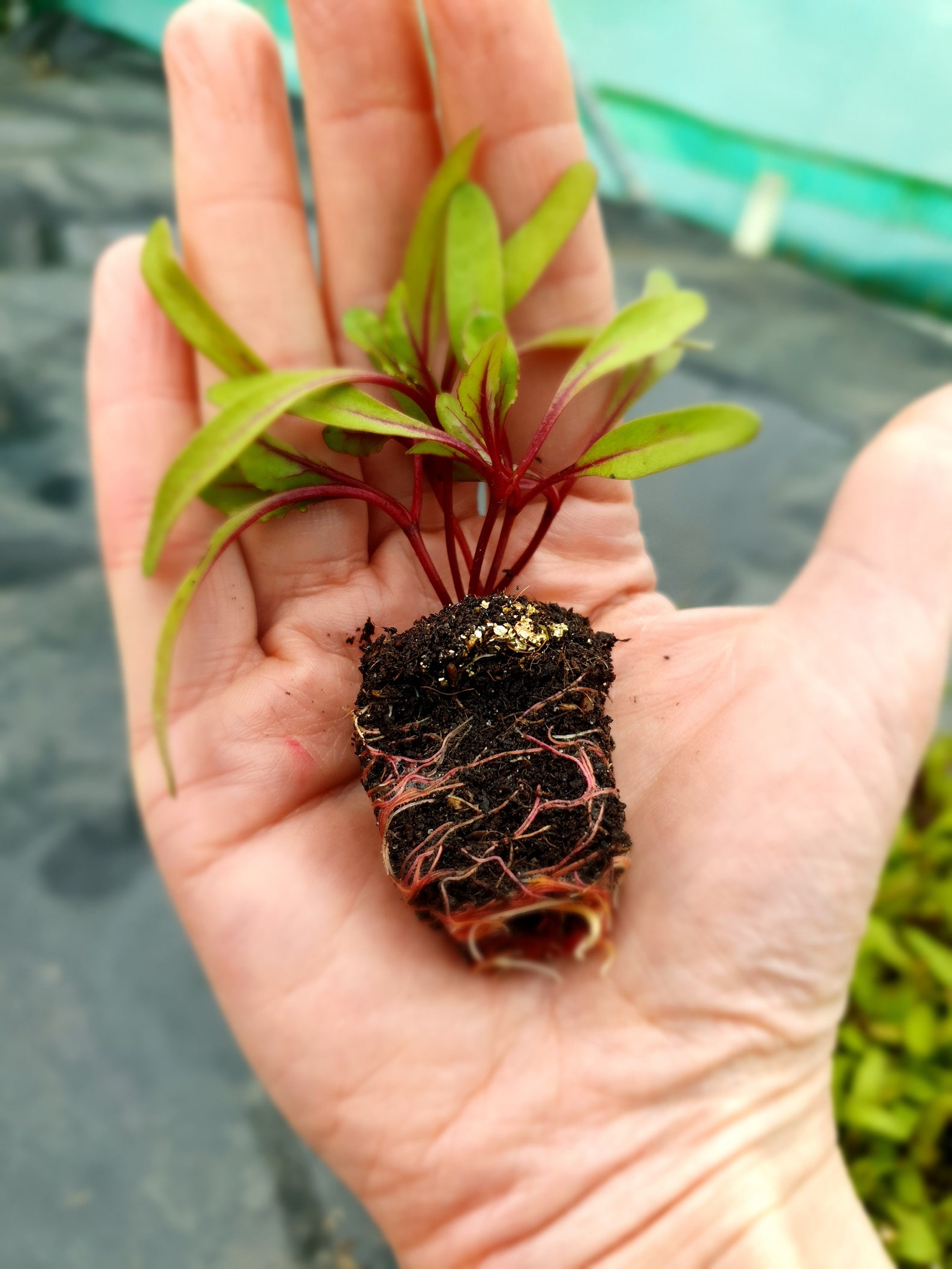 Beetroot Vegetable Plug Plants x 6 Choice of 4 Varieties Etsy