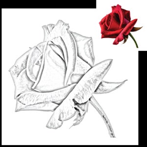 Elevate Your Tattoo Designs with our Rose Stencil in SVG, PNG, and EPS Formats - Perfect for Creating Stunning Rose Tattoos!