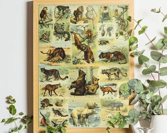 Animal Art Print, Educational Print, Vintage Mammalogy Poster, Adolphe Millot, Larousse Wall Art, Wild Animal, Exotic Animals, Safari Print