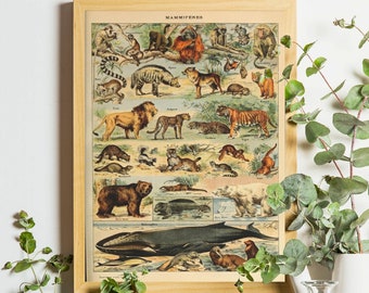 Mammiferes Print, Adolphe Millot, Affiches d’animaux, Affiche de mammalogie, Gravure d’animaux éducatifs, Impressions d’art vintage Français, Art mural Larousse