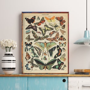 Butterfly Print, Adolphe Millot Poster, Papillon Wall Art, Science Textbook Artwork, French Insect Chart, Biology Home Decor, Larousse Print