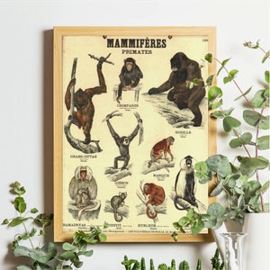 Mammiferes Print, Chimpanzee Print, Primate Species, Gorilla Chimp Wall Art, Mammalogy Poster, Educational Animal Print, Vintage French Art