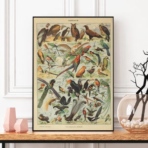 Vintage Bird Poster, Adolphe Millot Print, Exotic Birds Chart, Ornithologist Birthday Gift, Oiseaux Wall Art, Gift for Birders, Zoology Gift