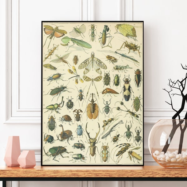 Insect Chart - Etsy