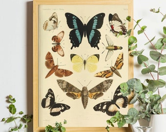 Vintage Butterfly Print, French Insect Chart, Nature Print, Entomology Style, Papillon Illustration, Biology Home Decor, Aesthetic Moth