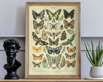 Butterfly Print, Adolphe Millot Poster, Papillon Wall Art, Science Textbook Artwork, French Insect Chart, Biology Home Decor, Larousse Print