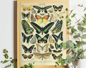 Butterfly Print, Adolphe Millot Poster, Papillon Wall Art, Science Textbook Artwork, French Insect Chart, Biology Home Decor, Larousse Print