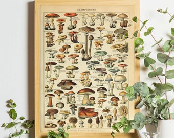 Adolphe Millot Champignons, Vintage Mushroom Print, Botanical Print, Kitchen Decor, Food Wall Art, Larousse Antique Print, Fungi Art