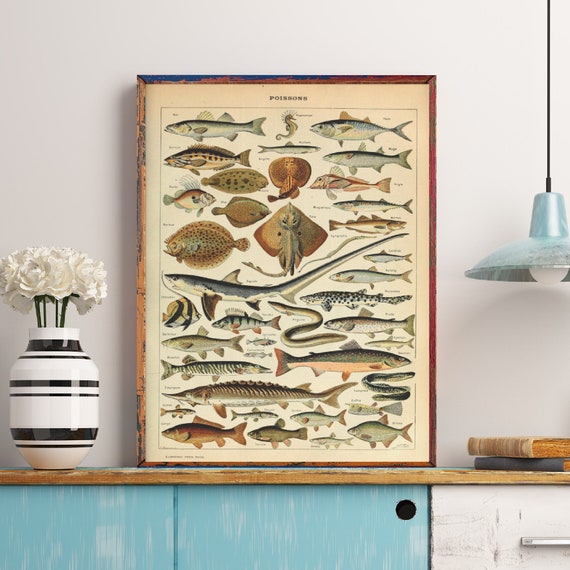 Fish Posters, Poissons Print, Adolphe Millot Fishes, Sealife Wall Art,  Fisherman Gift, Identification Chart, Biology Home Decor, Marine Art 