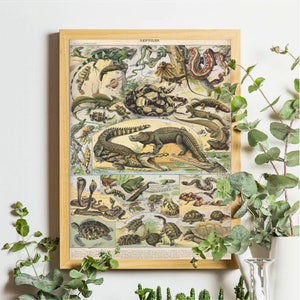 Lizard Illustration, Natural History, Reptile Art, Zoology Chart, Antique Illustrations, Adolphe Millot, Vintage Scientific Illustration