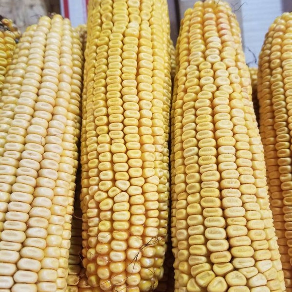 Amish picked organic dry cob corn! 20 cobs!