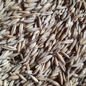 5 lbs of oats, ready to grow treat grass for you cats, dogs, rabbits and more!