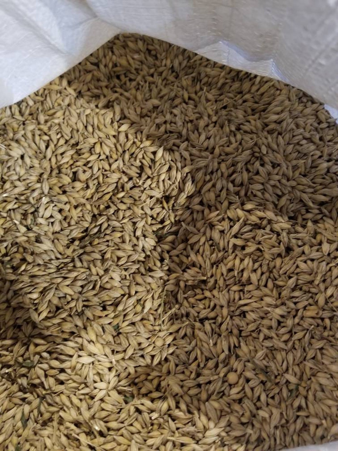 5 Lbs of Barley, Ready to Grow Treat Grass for You Cats, Dogs, Rabbits