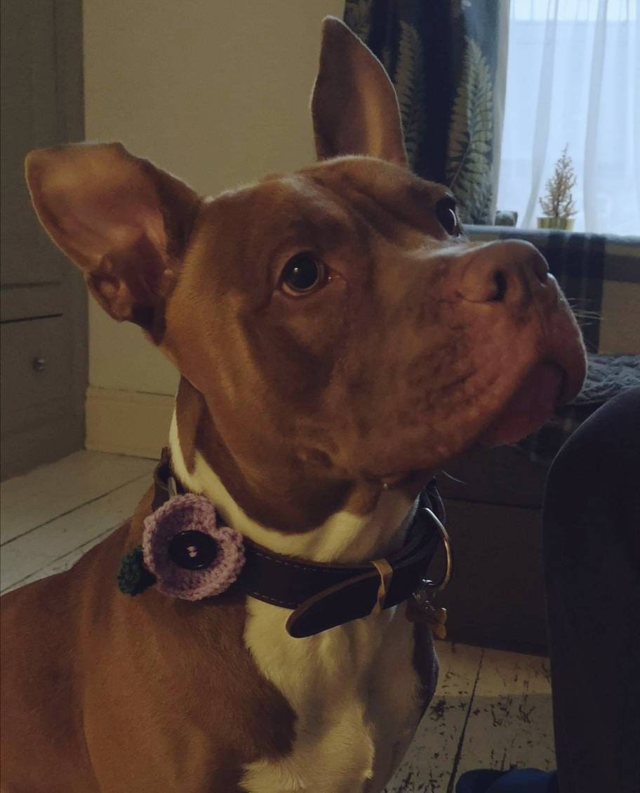 Purple poppies animal hero remembrance day poppy dog collar | Etsy