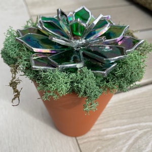 Iridescent Stained Glass Succulent in Terracotta Pot with Reindeer Moss