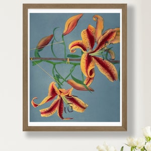 Orange Lily, from Some Japanese Flowers (1896) by Kazumasa Ogawa. Wall Art Decor Poster