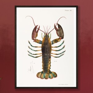 Homard américain (Homarus americanus) de James Ellsworth De Kay. Affiche vintage Wall Decor