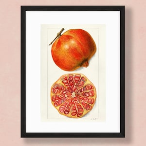 Pomegranate Wall Decor, Vintage Botanical Poster, Kitchen Art