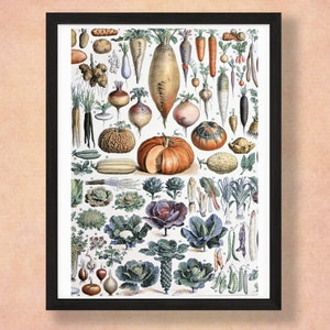 Vintage Vegetable  Print,  Adolphe Millot Poster, Wall Art Decor