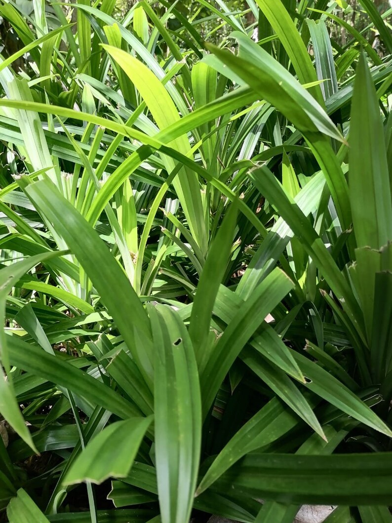 Natural Pandan leaf Rampe Pandanus Plants Leaves Dry Fresh Etsy