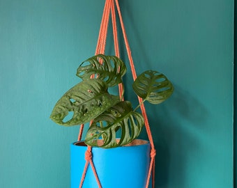 Macrame Plant Hanger with Lightweight Cork Pot, Smooth Grain Faux Leather Covering & Chunky Cotton Cord