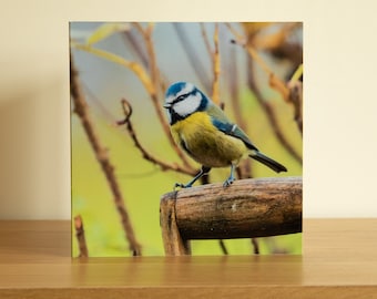 Bluetit on Garden Spade Greetings Card - blank wildlife greetings card