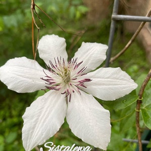 Clematis ‘Ms Bateman’ (1) Plant or Root