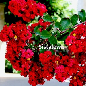 Crepe Myrtle Multiple colors~(1) Plant ~7x 7”Cuttings~Seeds