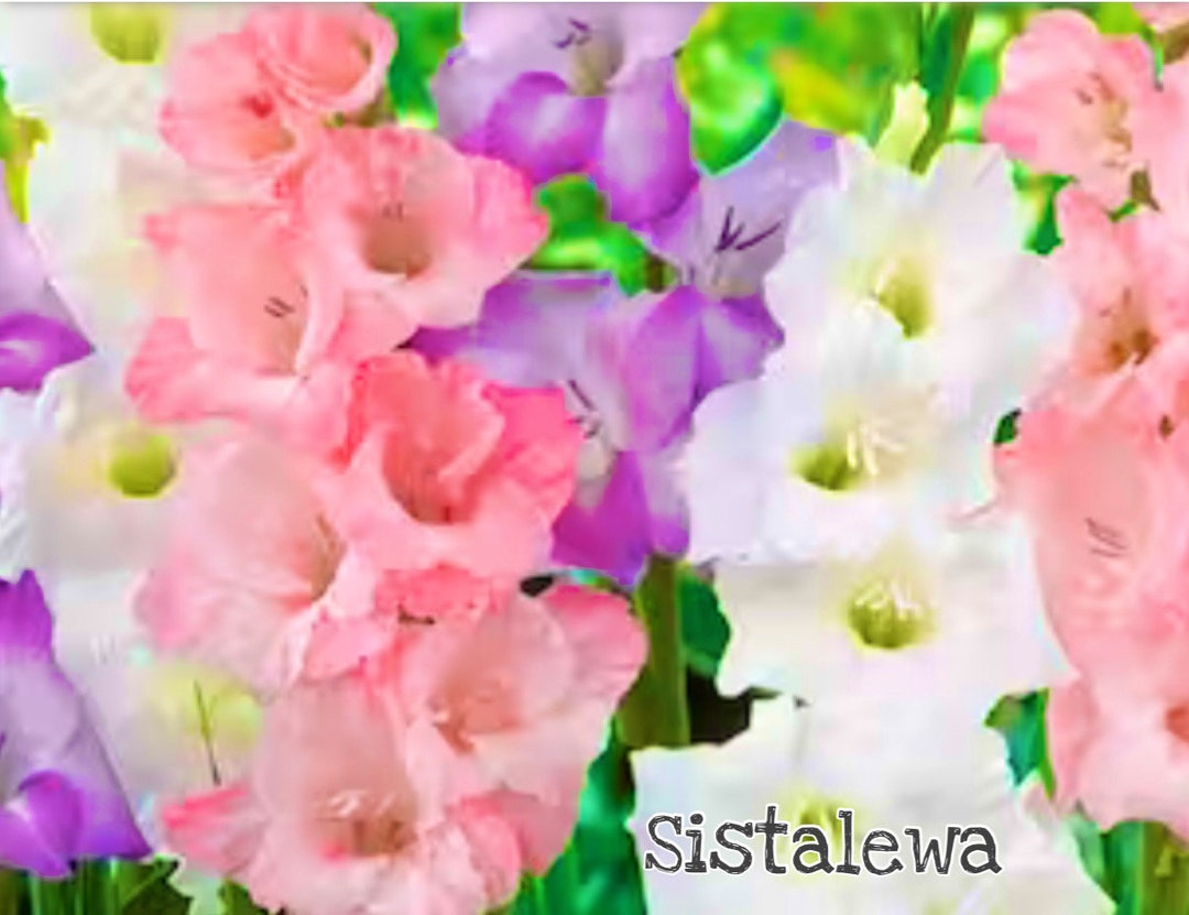 Gladiolus pastel Blend 3/5/7 Medlg Bulbs New Stock Etsy