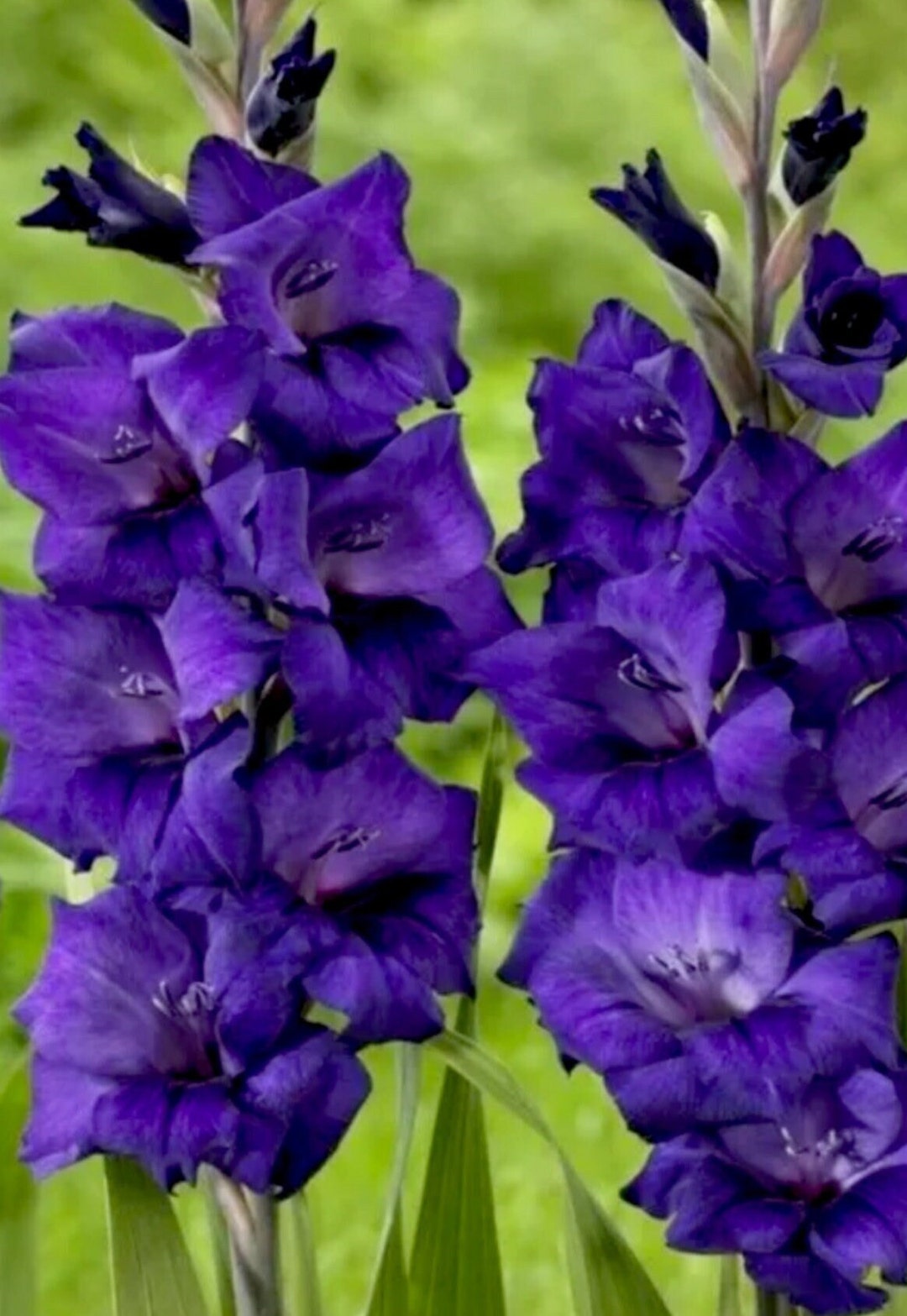 Gladiolus “purple Flora” 3/5/7 Lg Bulbs New Stock - Etsy