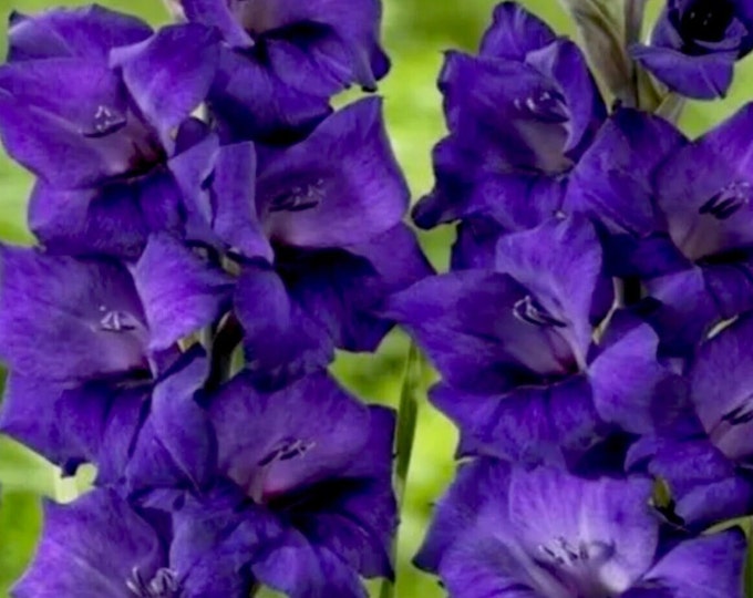 Gladiolus “purple Flora” 3/5/7 Lg Bulbs New Stock - Etsy