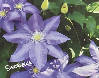 Clematis H.F Young (1) Root Or Starter Plant