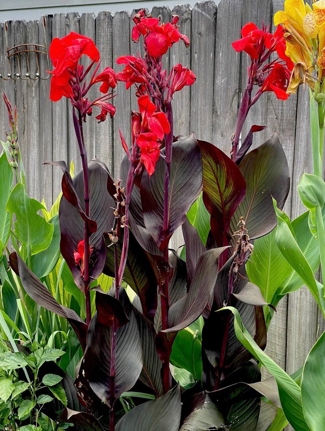 Canna Cleopatra 'Red' Rhizome / Zwiebeln oder Pflanzen Dunkel / Grüne