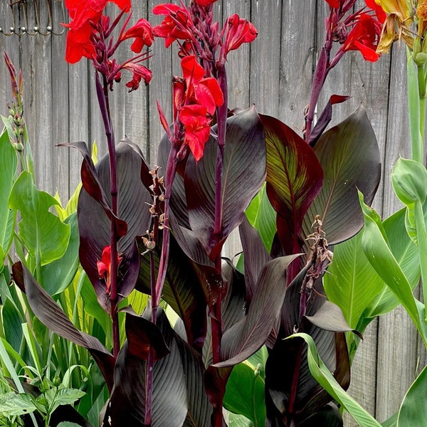 Canna Bulbs - Etsy